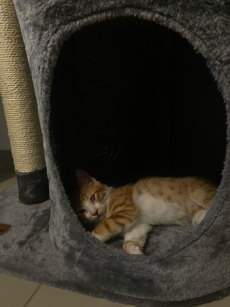 Animal Котешко драскало Дървета за котки Сив Подов 3 нива 60x40x120см.