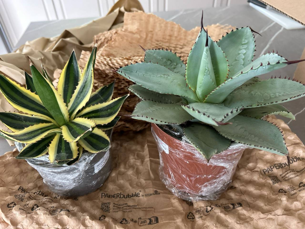 Agave 'quadricolor' 13cm