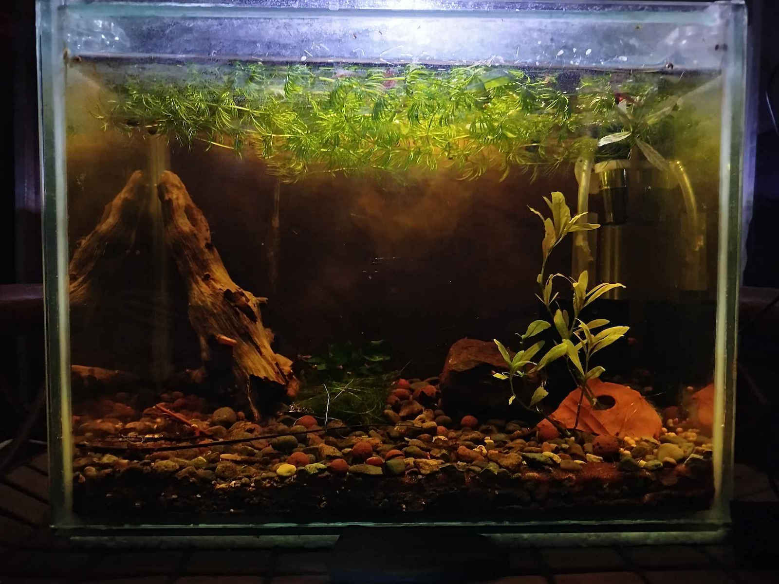 Misirlis Aquarium Hygrophila Polysperma (ΦΠ)