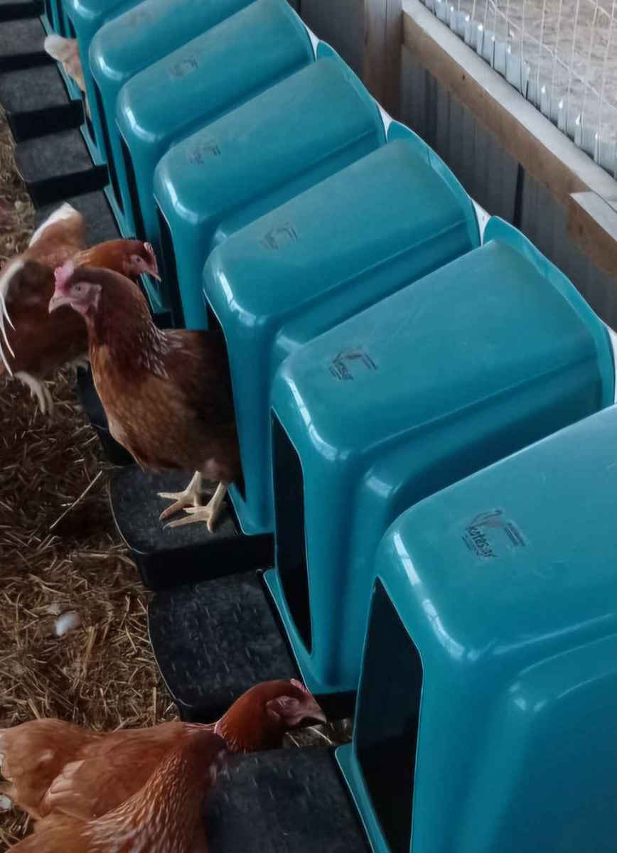 Plastic Nesting Box for Hens LCAGE-1C 46x37cm