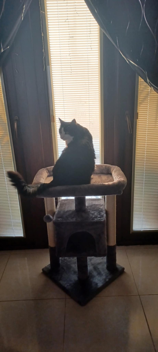 Animal Scratching Post Cat Trees Gray 3 levels 41x41x72cm