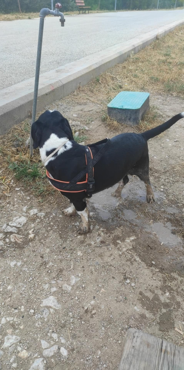 Nobby Επιστήθιο Mesh Preno L-XL Orange