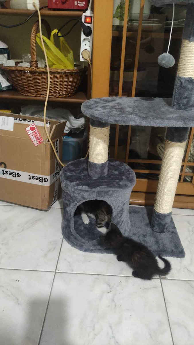 Scratching Post Cat Trees Gray 3 levels 30x50x90cm 3 Levels