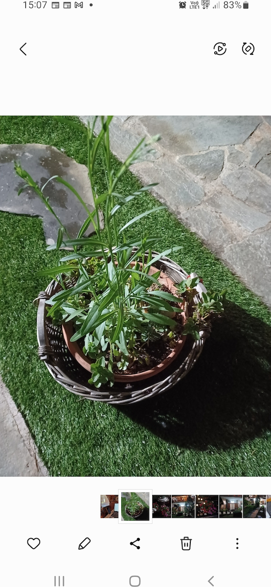 Synthetic Turf in Roll 1x1m and 35mm Height (price per sq.m)