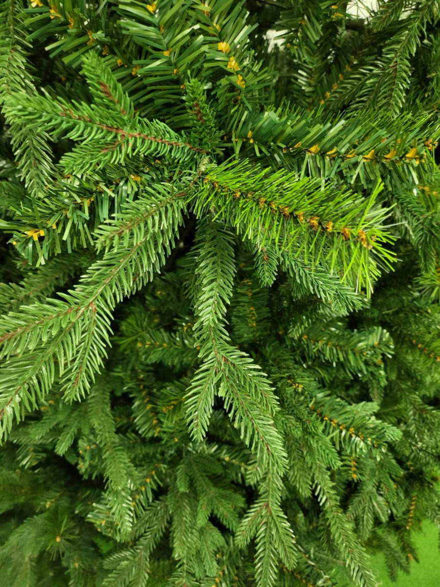 Christmas Tree Deaware Silver Fir 240cm with 3934 Branches