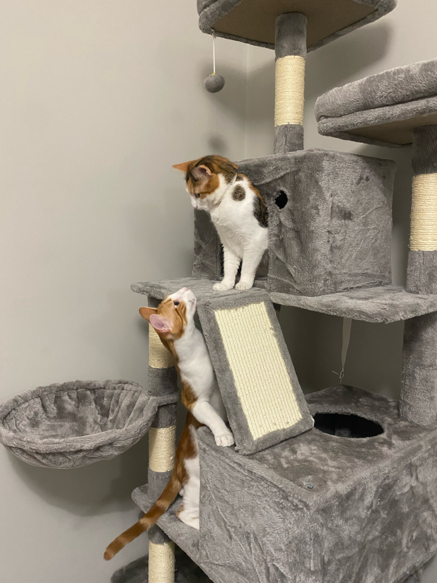 Feandrea Scratching Post Cat Trees Gray 5 levels 55x45x143cm