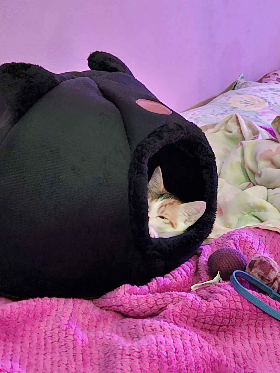 Purlov Nest Cat Black 40x40x37cm