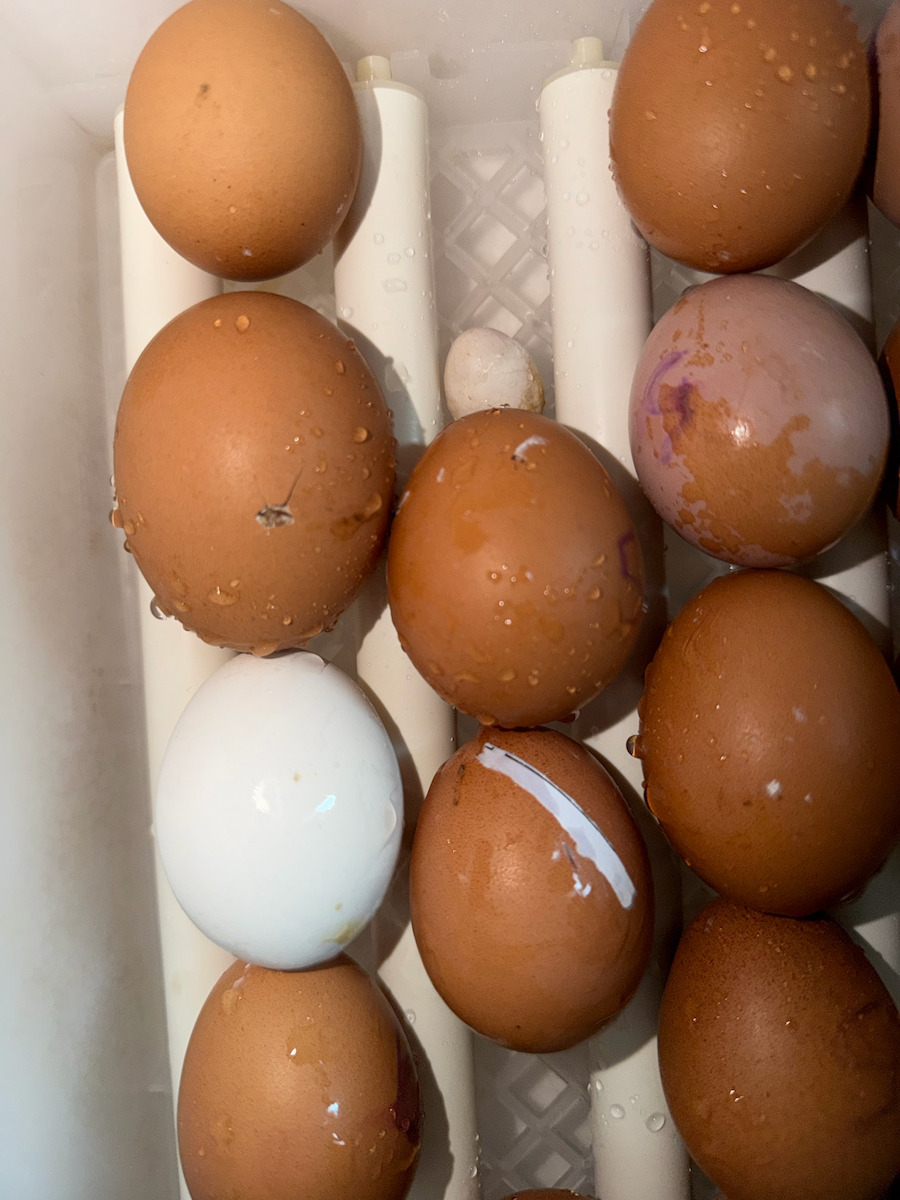 Automatic Egg Incubator 36 Eggs – Egg Incubator with Automatic Water Supply Base