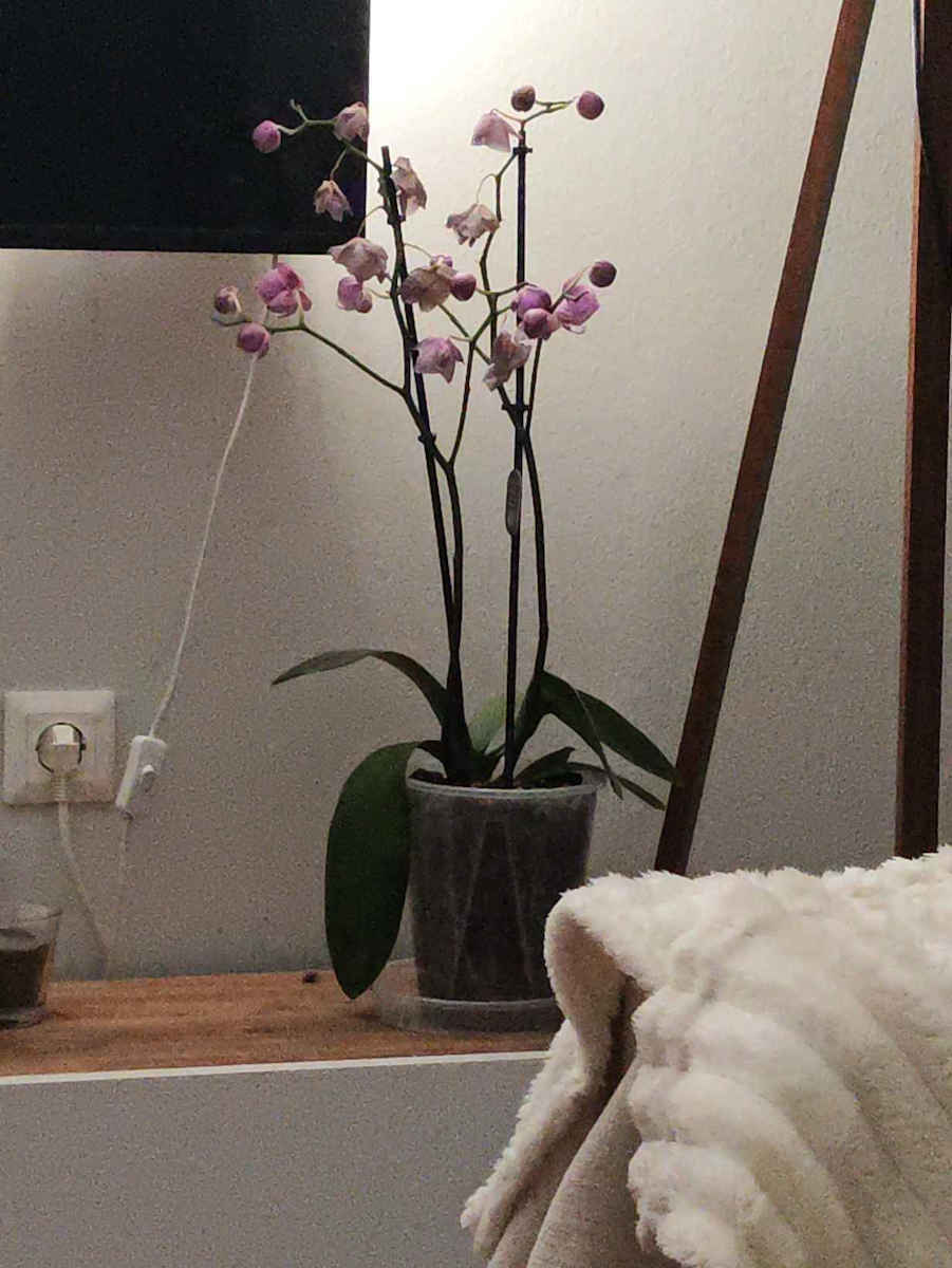 Aroid Pots Μεγεθος 16cm Πιατο Ναι