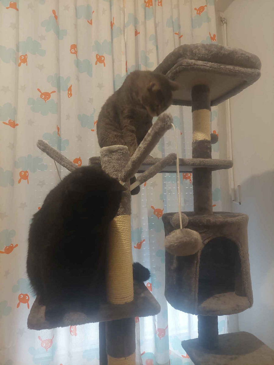 Animal Scratching Post Cat Trees Gray 5 levels 48x40x145cm