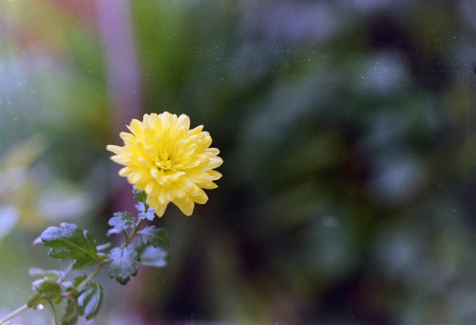 Kodak Color Negative Gold 200 Ρολό Φιλμ 35mm (36 Exposures)