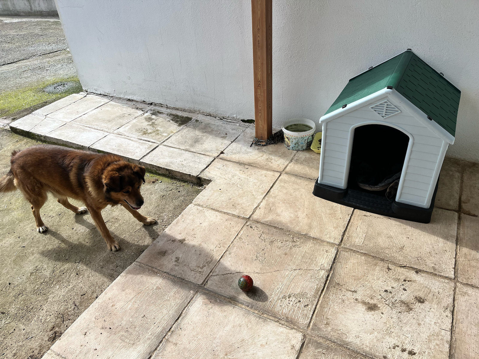 Vesta Dog House Dog House Plastic Outdoor Green 66.5x73.6x69.5cm