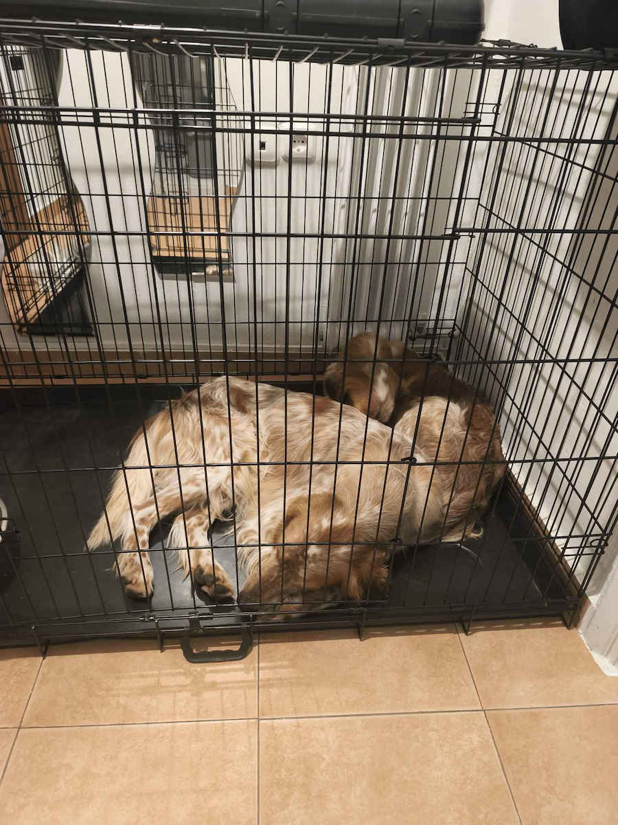 MrZoo Crate Wire Dog Cage XLarge with 2 Doors Black 107x68.5x75cm