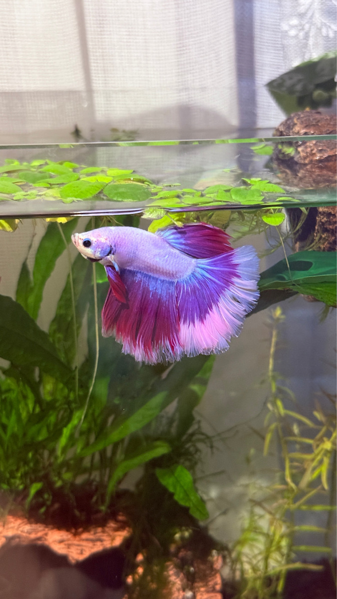 Tropica Anubias Mini Coin 1-2-grow Ζωντανό Φυτό Ενυδρείου
