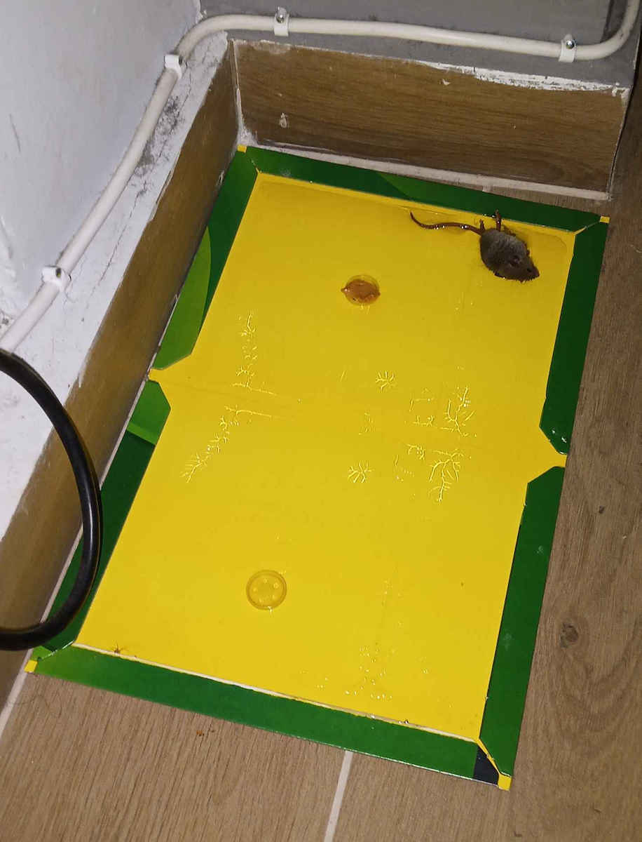 Viosarp Glue Trap 1pcs