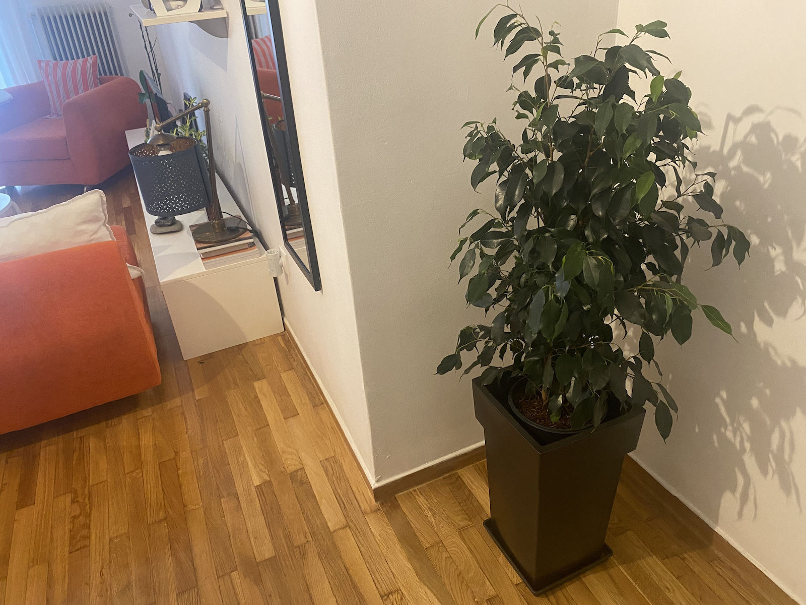 Φίκος Ficus Benjamina Danielle Xxl