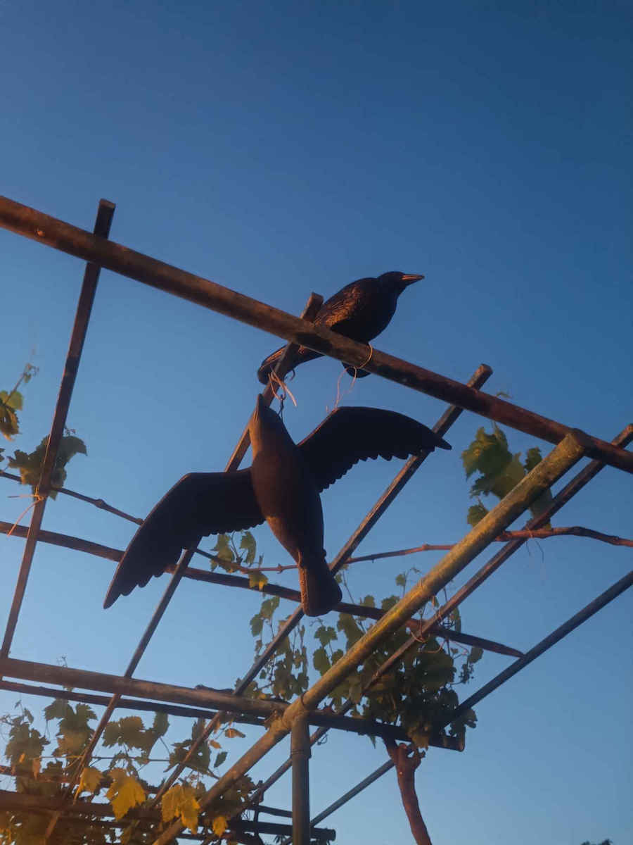 Bradas Raven Repellent Decoy Birds 44x61m