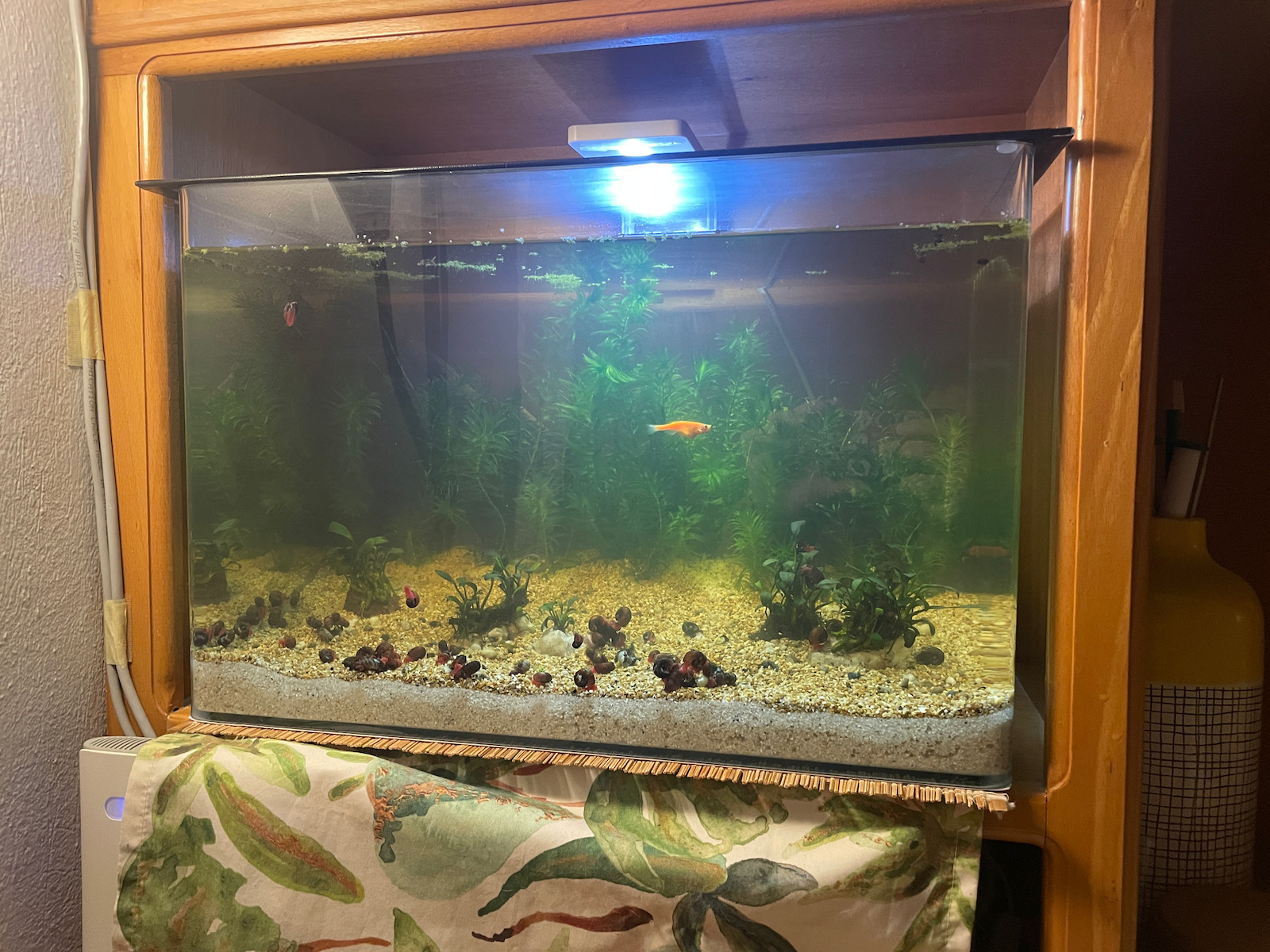 Fish Aquarium Capacity 38lt with 45x30x30cm White