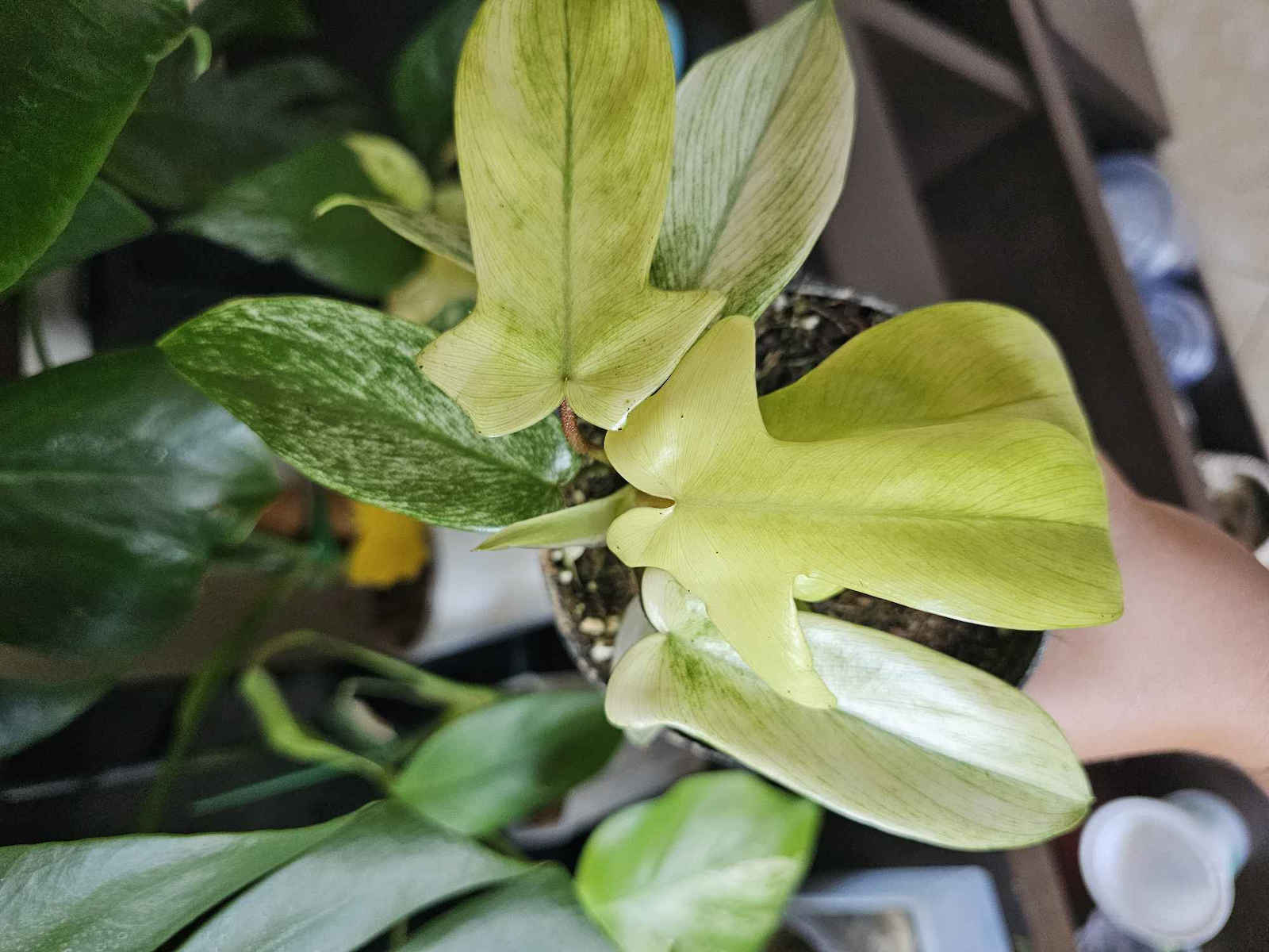 Philodendron Florida Ghost