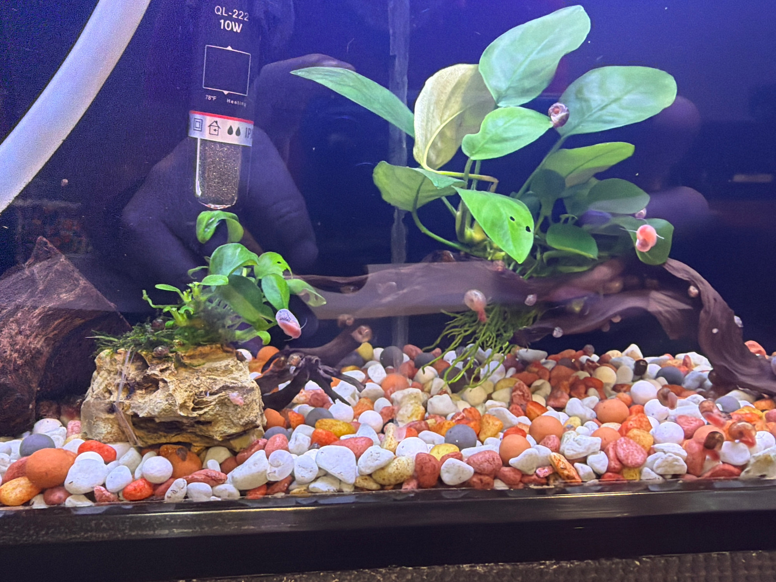 Misirlis Aquarium Anubias Petite Plantă Acvatică Vie