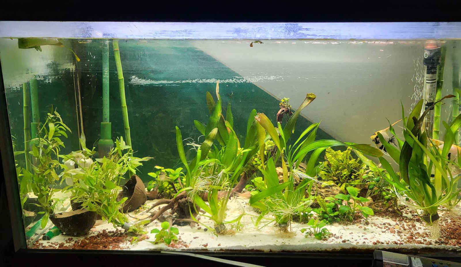 Australis Gigantea Plantă acvatică vie Vallisneria americana 13880