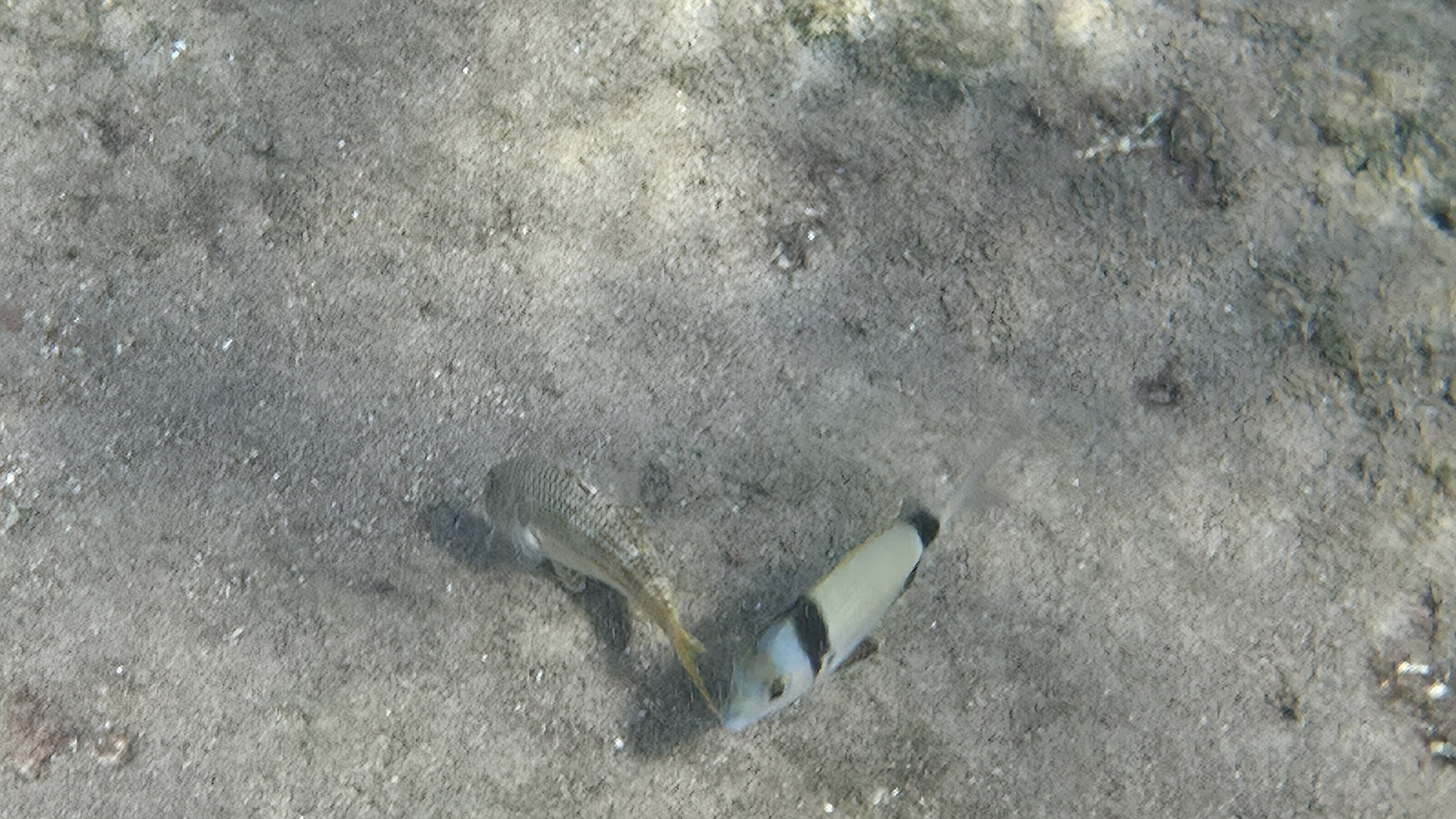 Shellbox Diving Αδιάβροχη έως 6.8" Μαύρο