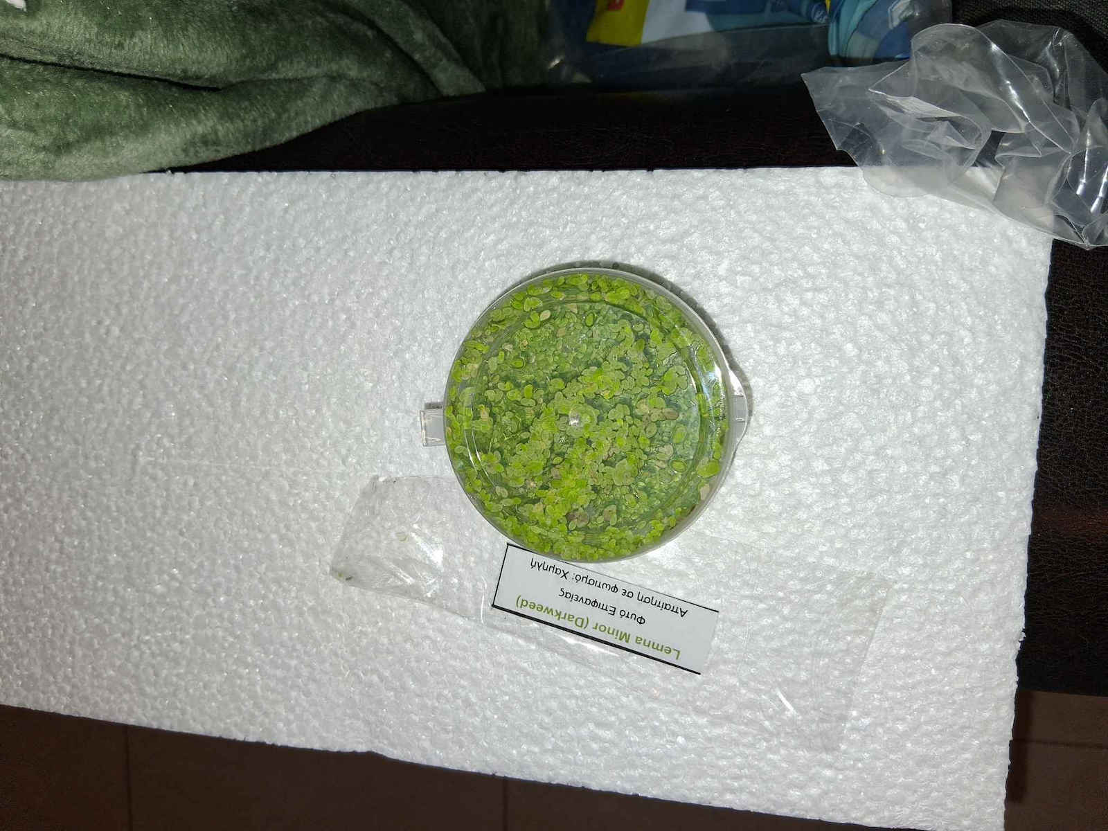Misirlis Aquarium Lemna Minor Cup (Φακί)(ΦΠ)
