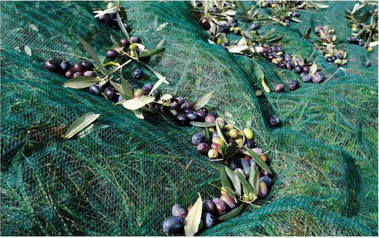 Ελαιόδιχτο 8x12m Πυκνότητας 100gr/m² με Κρίκους