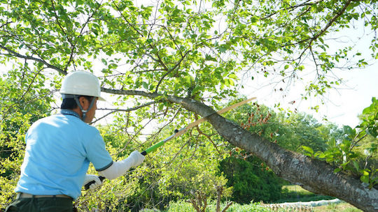 Silky (Saws) Katanaboy Pruning Folding Saw 65cm