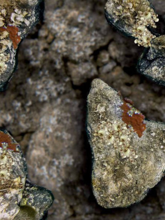 Omer Holo Stone 3mm Omer Holo Stone 3mm