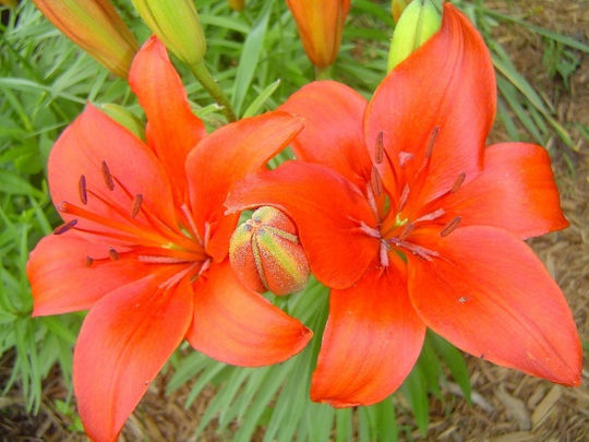 Gemma Lilium Seeds Lilium 2pcs 10249