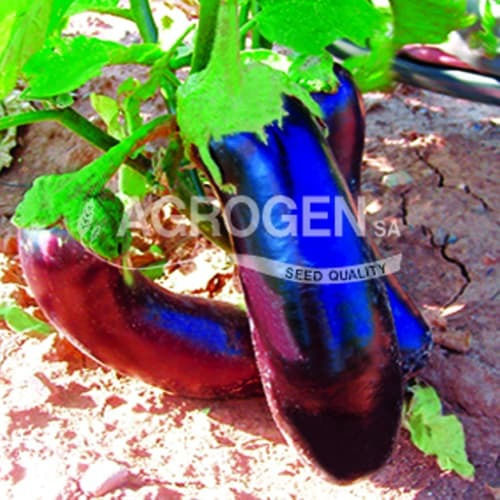 Agrogen Seeds Aubergine Lagadá 0.5gr