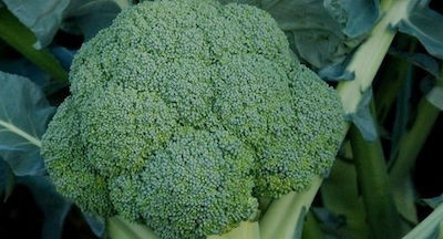 Syngenta Seeds Broccoli 600gr/2500pcs