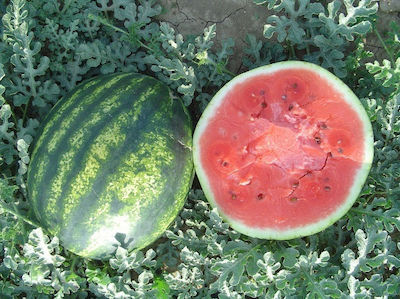 Γενική Φυτοτεχνική Αθηνών Seeds Watermelon Organic Cultivation