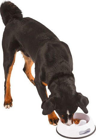 Kerbl Plastic Bowl Food Slow Feeder for Dog 1lt in White Color