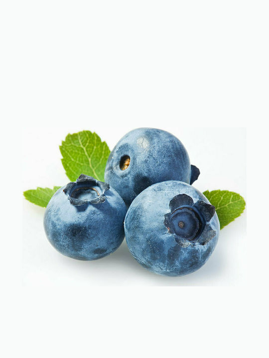 Μύρτιλο (blueberry) - (Vaccinium Corymbosum 'Brigitta Blue')