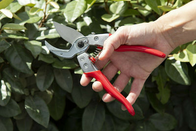 Ars Pruner