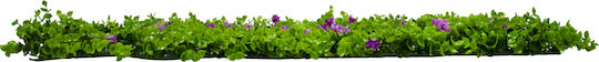 GloboStar Artificial Foliage Panel Caucasian Boxwood 60x40cm