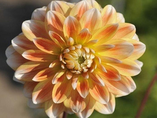 Gemma Seeds Dahliaς Multicolour
