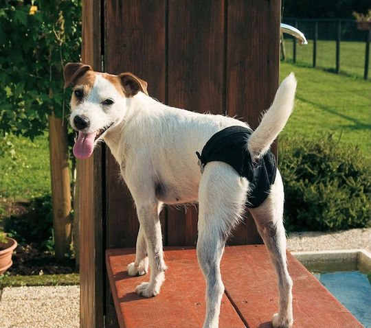 Ferplast Culotte Hygienic Dog Panties XLarge 71 - 78cm 1pcs