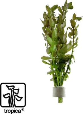 Tropica Bacopa Caroliniana Bunched