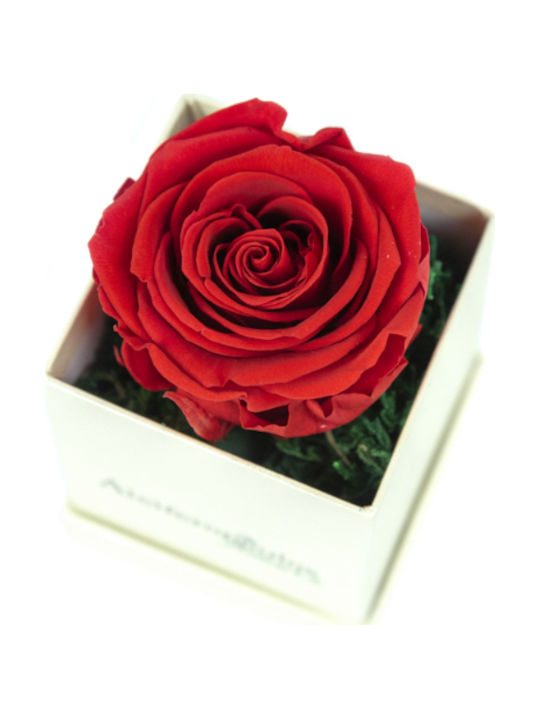 Eternal Rose Red 9cm in Box Aleiferopoulos Flowers