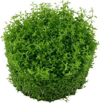 Tropica 1-2-Grow! Lebende Aquariumspflanze Hemianthus Kuba 50164