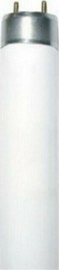 Aca Aca Fluorescent Lamp for G13 Socket with T8 Shape 36W