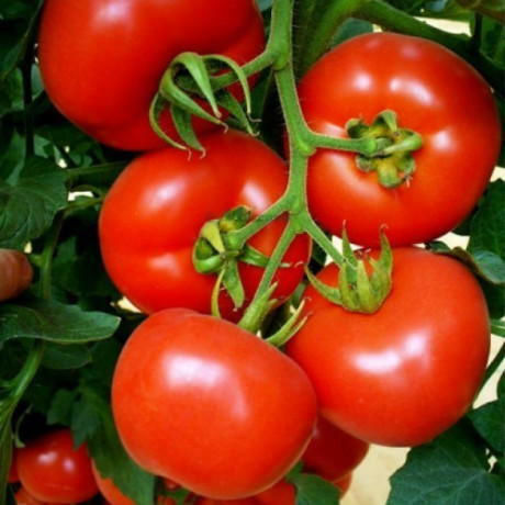 Hazera Σπόροι Τομάτας Belladona 1000τμχ