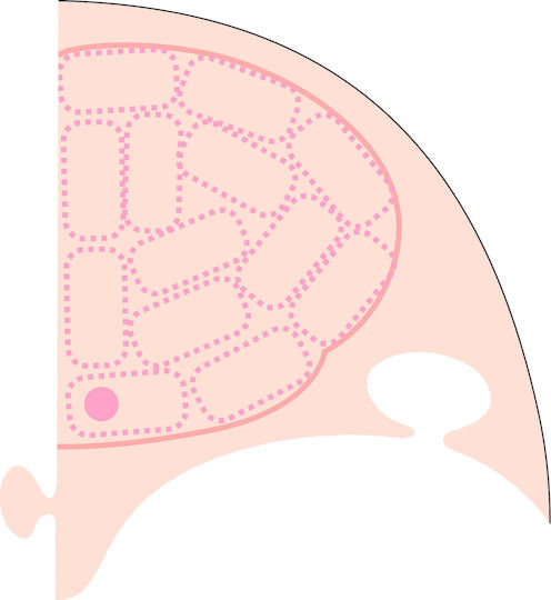 Playmais Children's Craft Body Anatomy Cards for Children 8+ years old Years