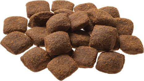 Adult 10kg Dry Food Grain-Free for Adult Dogs with Lamb