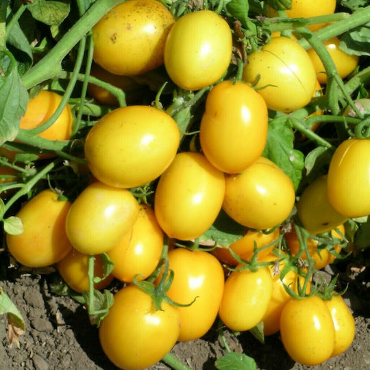 Agrogen Σπόροι Τομάτας Yellow River 20τμχ