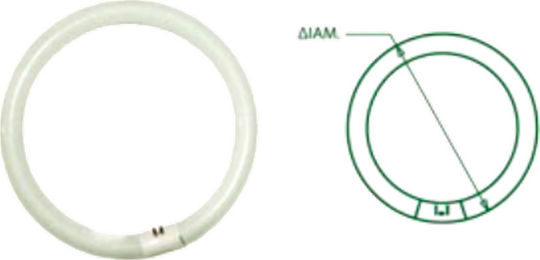 Geyer Fluorescent Lamp for Socket G10Q with Shape T9 32W