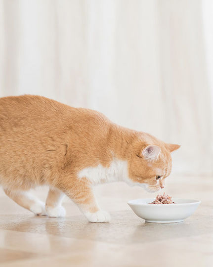 Schesir Nature for Cat Υγρή Τροφή για Ενήλικες Γάτες σε Φακελάκι με Γαρίδες, Κοτόπουλο και Τόνο χωρίς Γλουτένη 85gr
